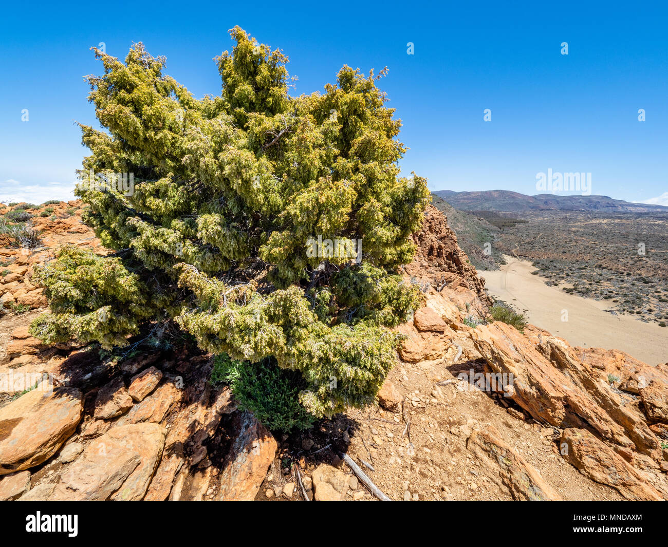 Wacholder Juniperus turbinata canariensis wachsen in einer feindlichen Umgebung auf La Fortaleza eine grosse vulkanische Stecker auf den Berg Teide Teneriffa Stockfoto