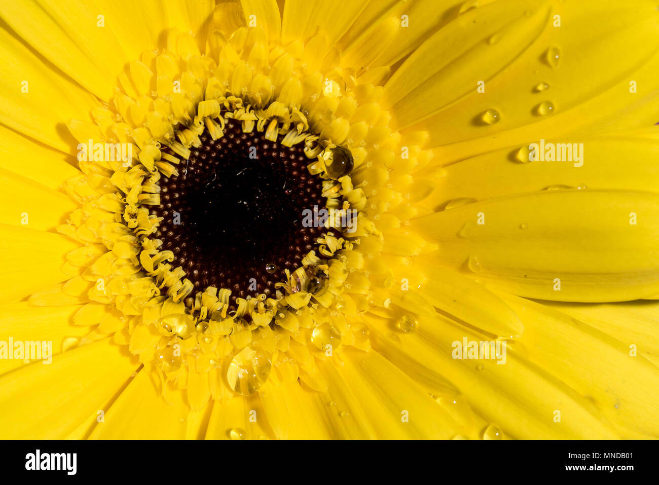 Makro extreme Nahaufnahme einer Sonnenblume mit Wassertropfen Stockfoto
