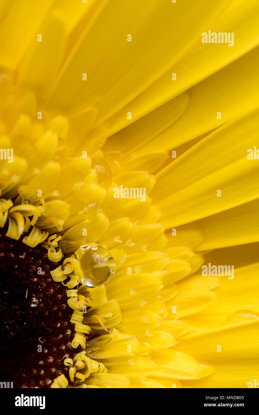 Makro extreme Nahaufnahme einer Sonnenblume mit Wassertropfen Stockfoto
