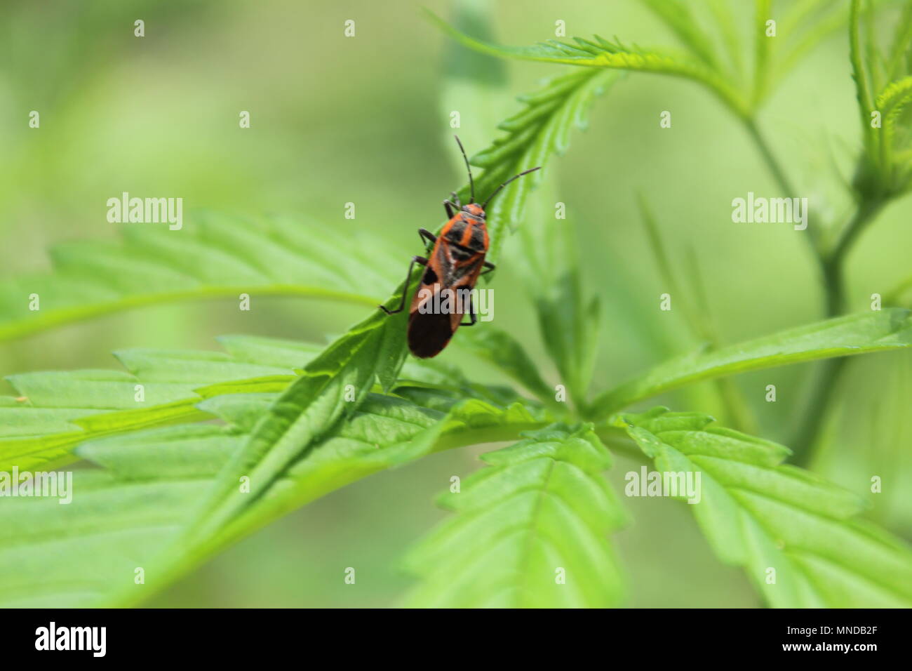 Nahaufnahme eines Insekts auf Cannabisblättern im Garten. Stockfoto