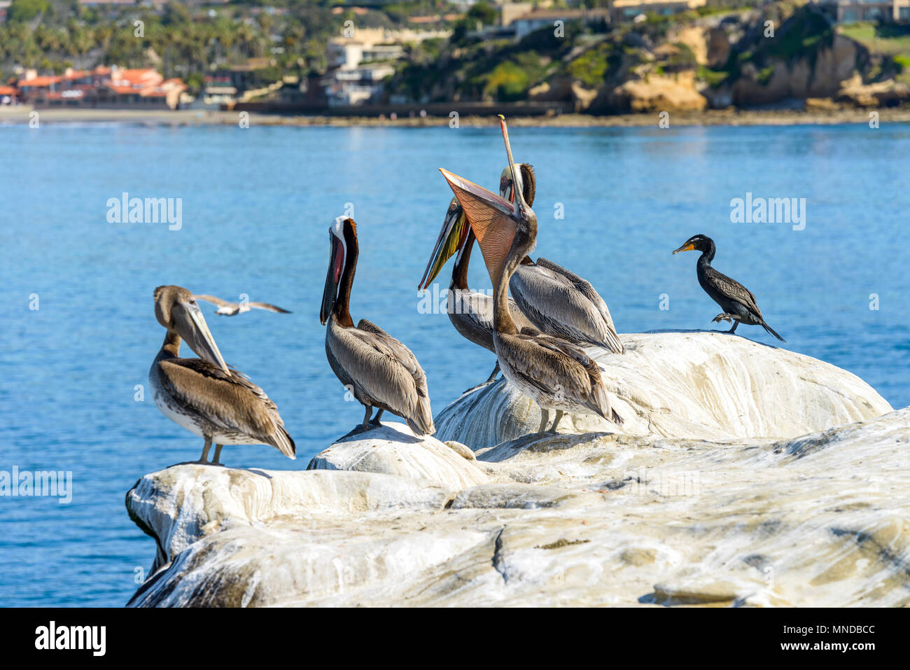 Braune Pelikane in der La Jolla Cove - Braune Pelikane, alle im Winter Zucht Gefieder, stehend auf einer Klippe während ein Gähnen ist und dehnen ihre Tasche. Stockfoto