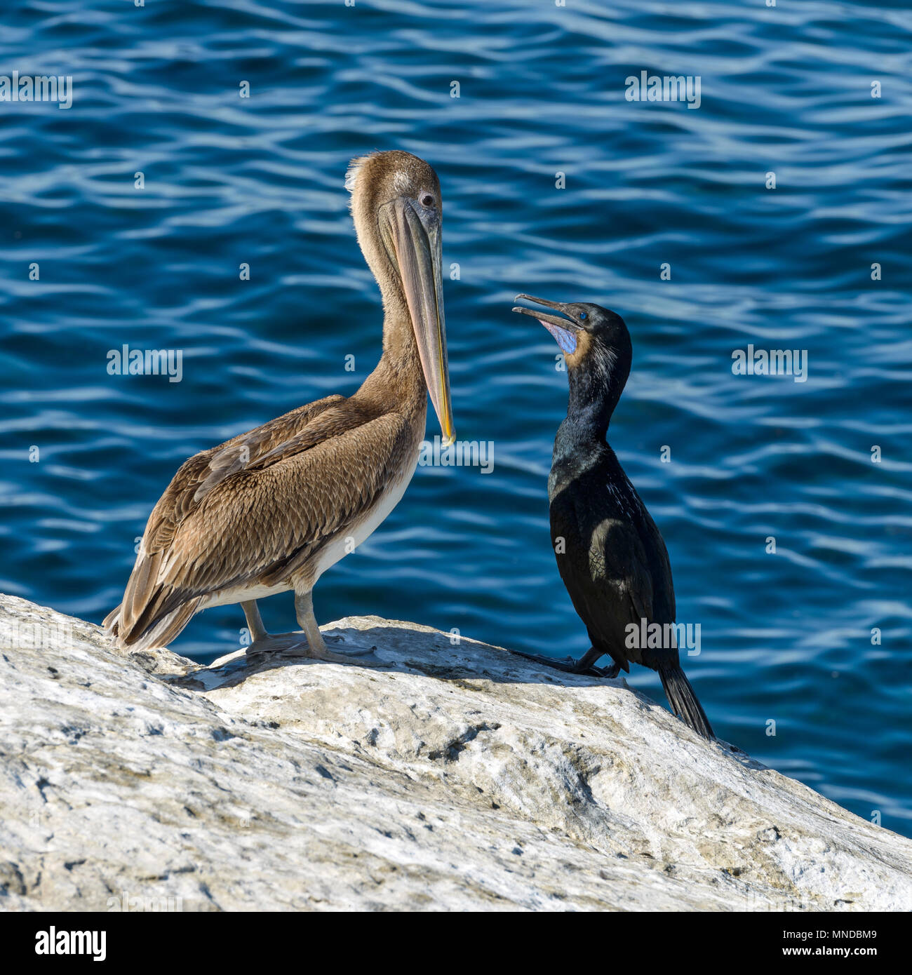 Was ist los - ein Brauner Pelikan und ein Brandt Kormoran, mit blauen Hals Patch während der Brutzeit gezeigt, mit einem freundlich auf einer Felsenklippe chatten. Stockfoto