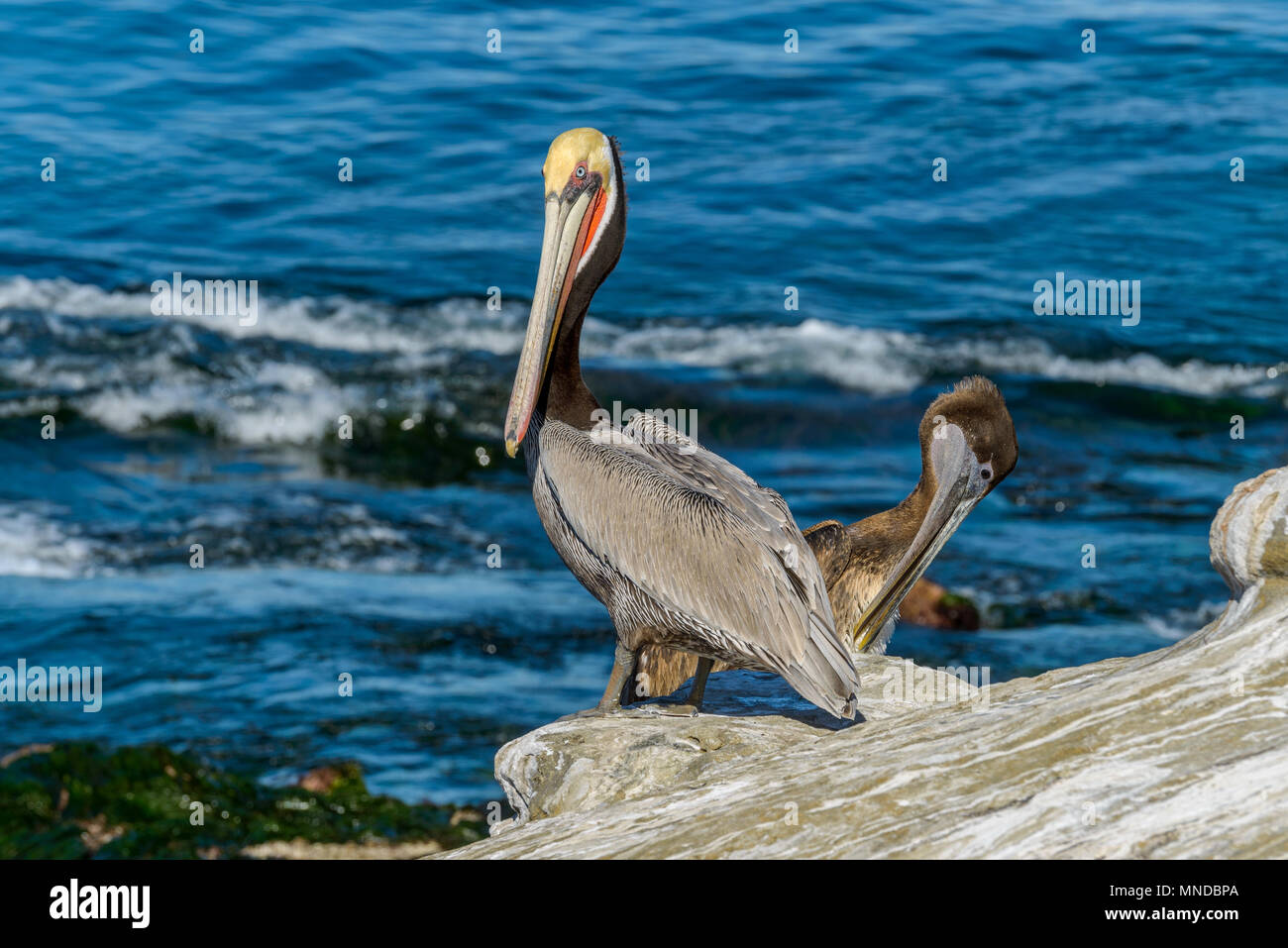 Winter Braune Pelikan - Ein erwachsener Braunpelikan, im Winter Zucht Gefieder, stehend auf einer Klippe am Meer und direkt in die Kamera. CA, USA. Stockfoto