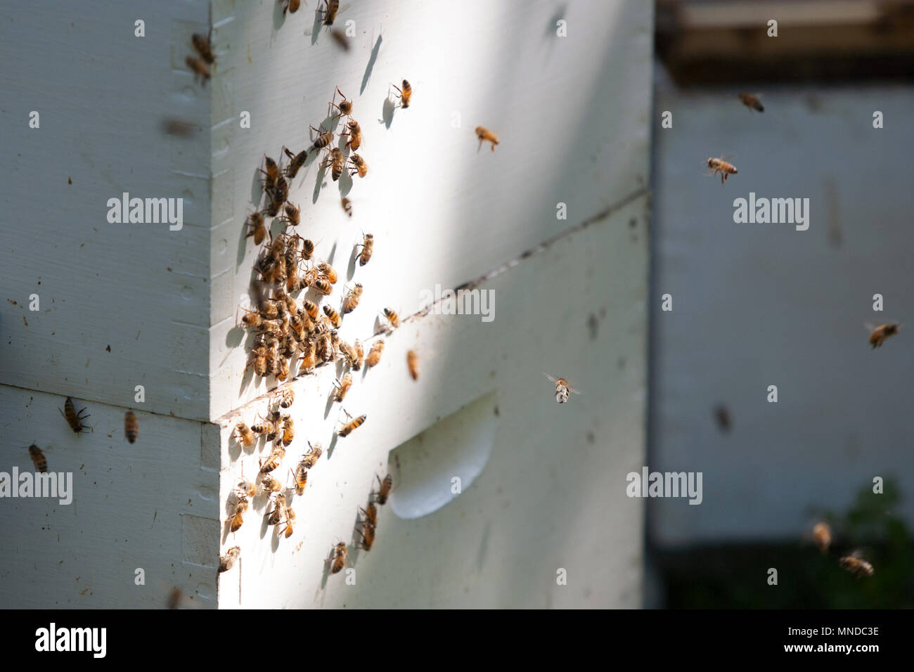 Holz- Bienenstock mit Bienen um es Schwärmen Stockfoto