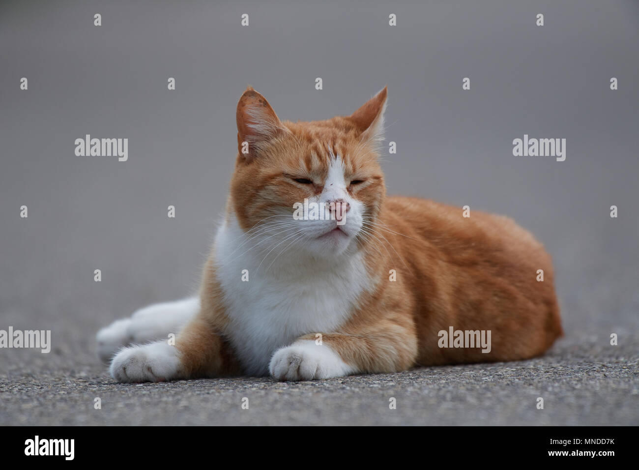 Die schläfrige Katze Stockfoto