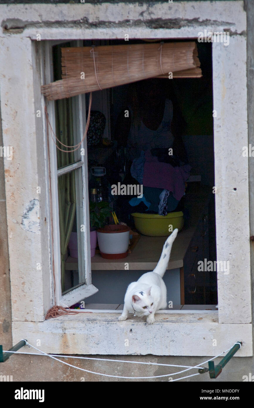 Eine ängstliche weiße Katze schaut aus dem Fenster eines beige Home Stockfoto