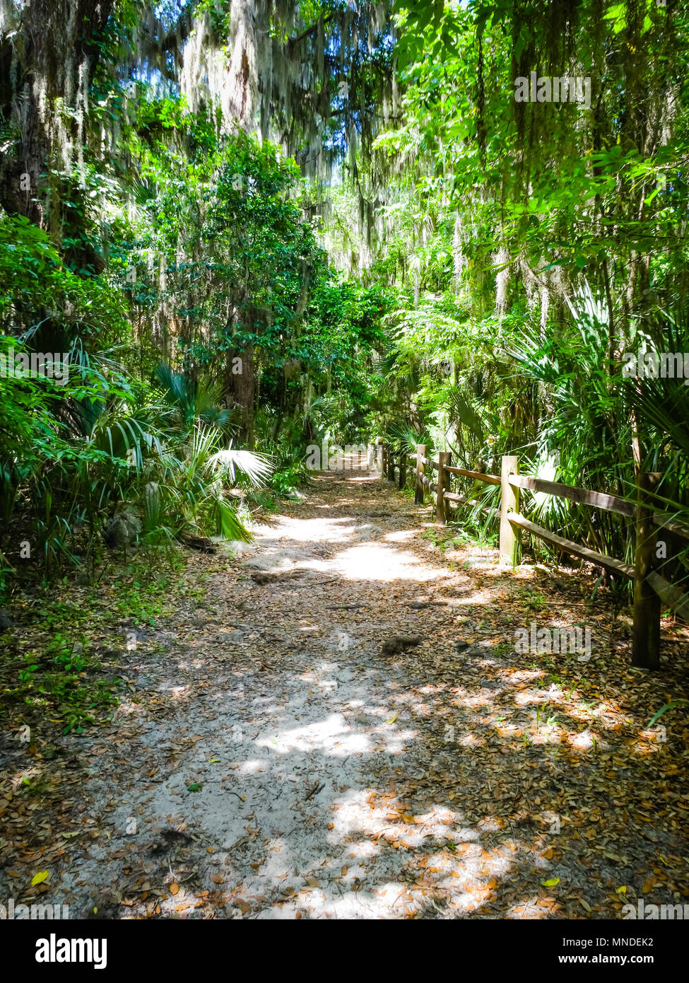 Gemini Springs Park n DeBary Volusia County Florida Central Florida Stockfoto