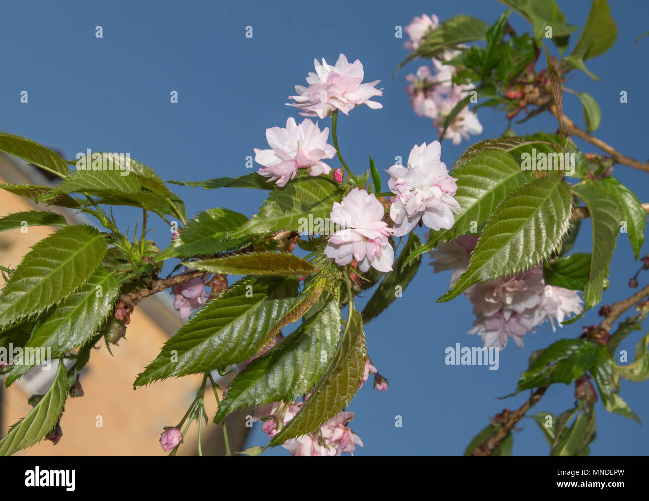 Blühende rosa Kirschblüten auf blauem Himmel Hintergrund Stockfoto