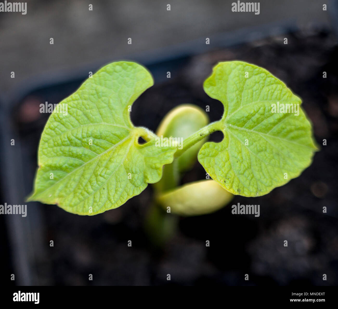 Berlotti Bean Sämling Schuß von oben Stockfoto