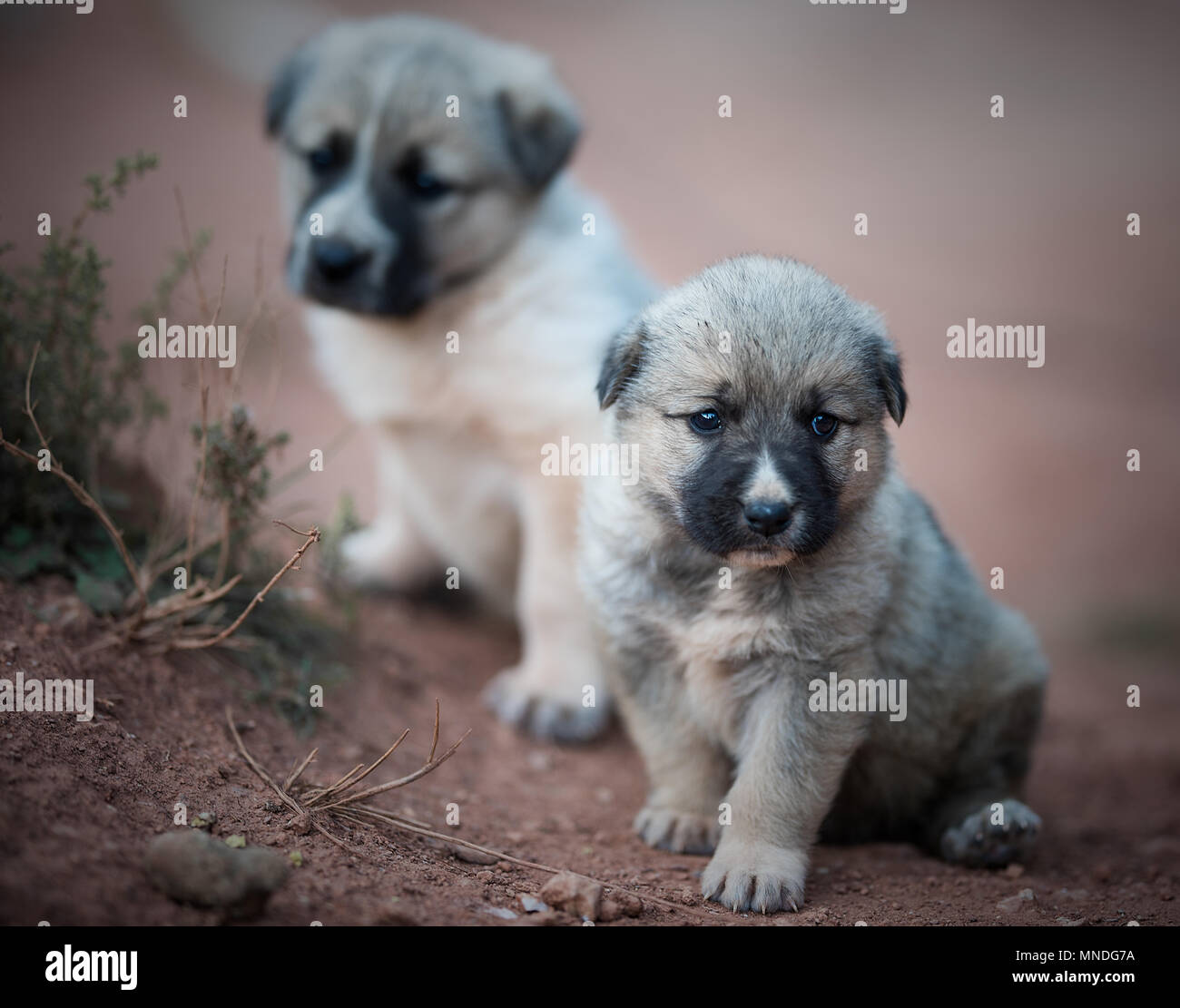 Kleine Welpen sind auf dem Hintergrund der Natur. Stockfoto