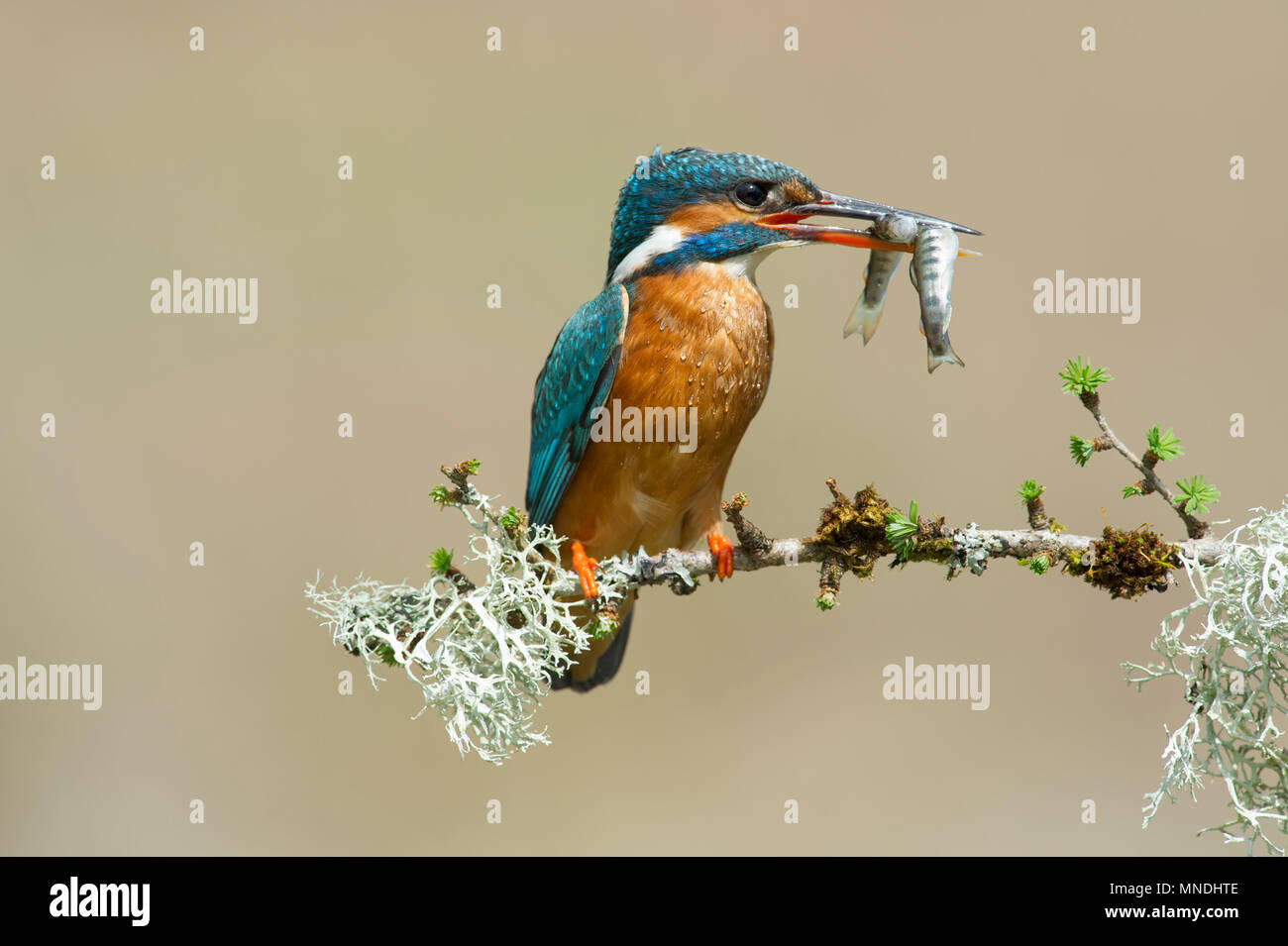 Eine weibliche Eisvogel (Alcedo atthis) auf einem Ast sitzend nach dem Fangen zwei Fische in einem Tauchgang über einen Fluss in Großbritannien Stockfoto