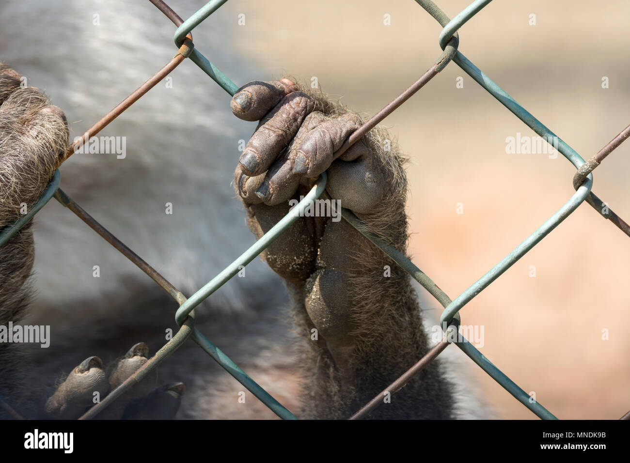 Monkey Hand in den Käfig im Zoo Stockfoto