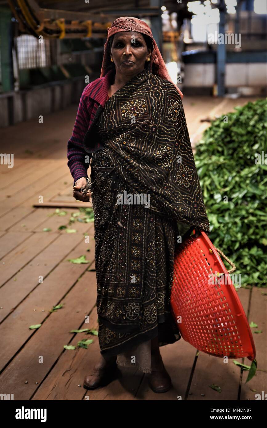 Kaffee picker bei der Arbeit, Coonoor, Nilgiri Berge, Tamil Nadu, Indien Foto © jacopo Emma/Sintesi/Alamy Stock Foto Stockfoto