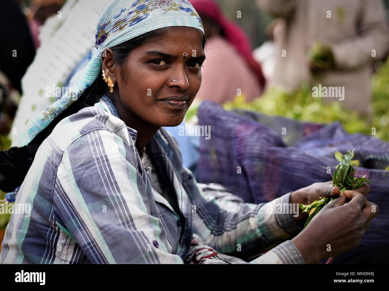 Kaffee picker bei der Arbeit, Coonoor, Nilgiri Berge, Tamil Nadu, Indien Foto © jacopo Emma/Sintesi/Alamy Stock Foto Stockfoto