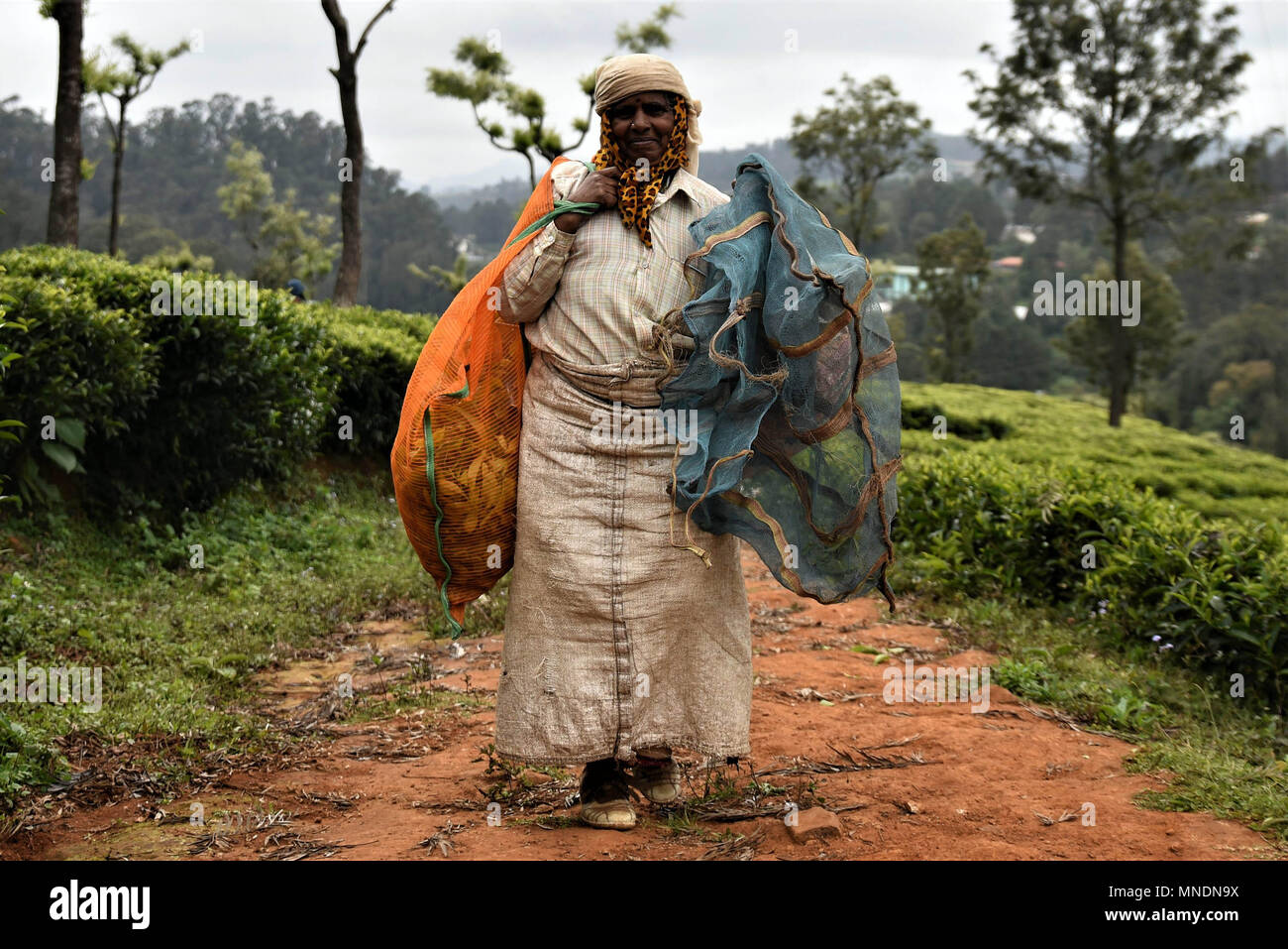 Kaffee picker bei der Arbeit, Coonoor, Nilgiri Berge, Tamil Nadu, Indien Foto © jacopo Emma/Sintesi/Alamy Stock Foto Stockfoto