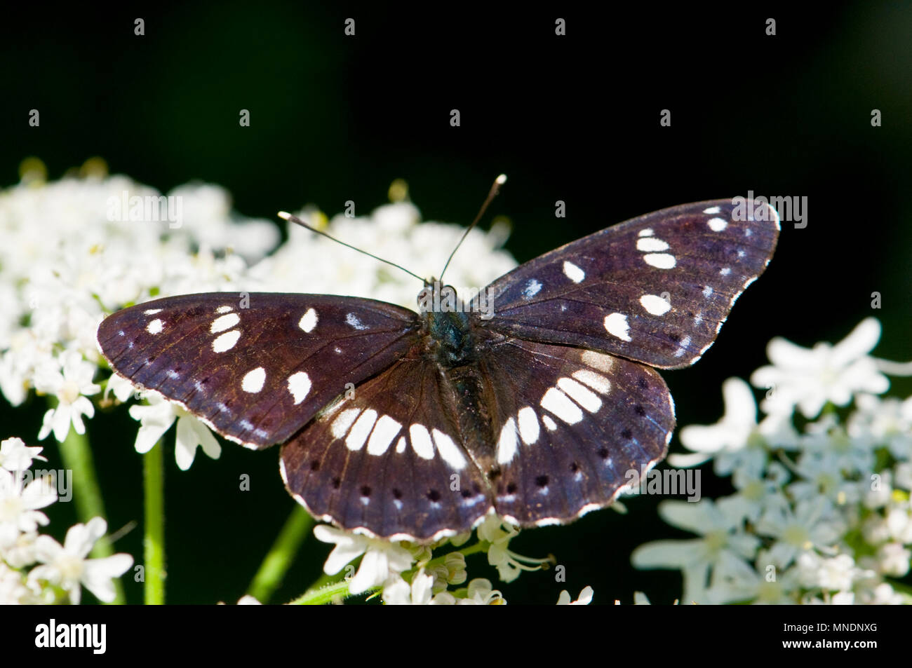 Südlichen White Admiral Schmetterling (Limenitis Reducta) Vorderflügelunterseite. Slowenien, Juli. Stockfoto