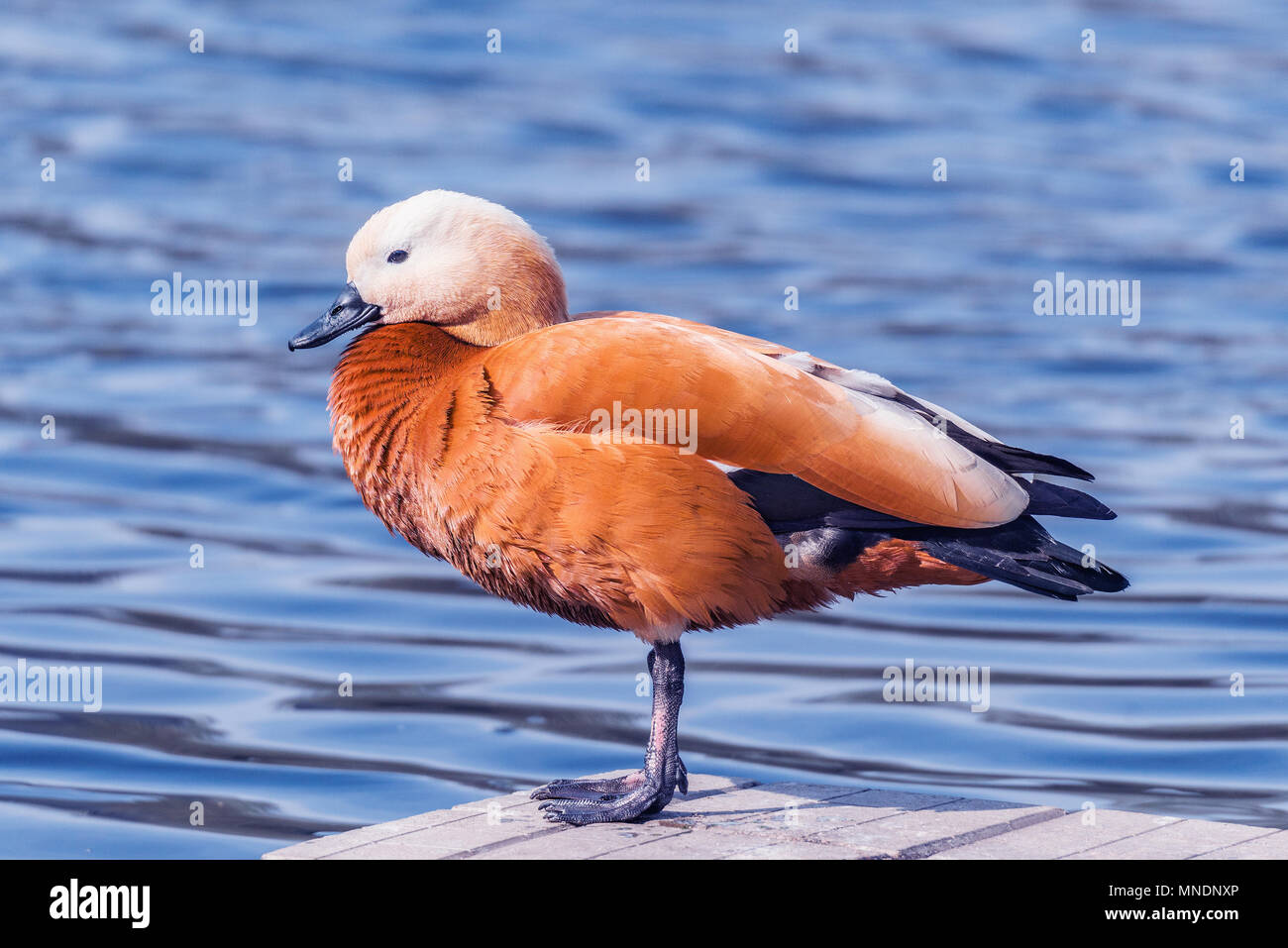 Rote Ente (Tadorna ferruginea). Stockfoto