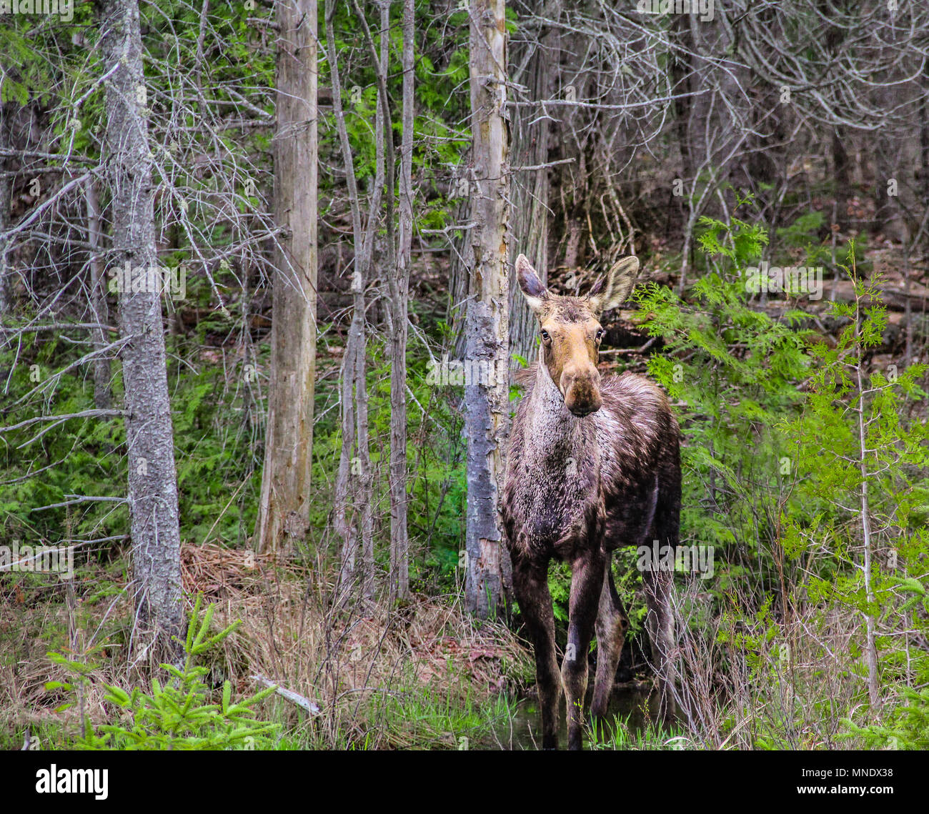 Junge Elch Kuh in den Wald, Frühling in Algonquin Provincial Park, Ontario, Kanada Stockfoto