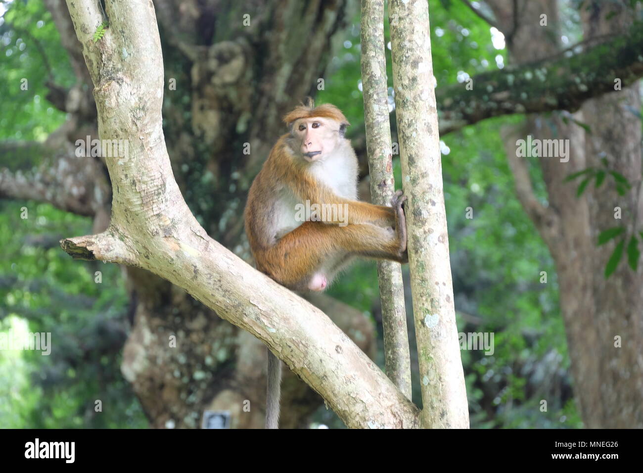 Sri Lankan Affen (Toque Macaque) Stockfoto