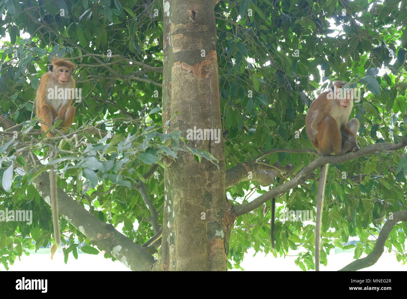 Sri Lankan Affen (Toque Macaque) Stockfoto