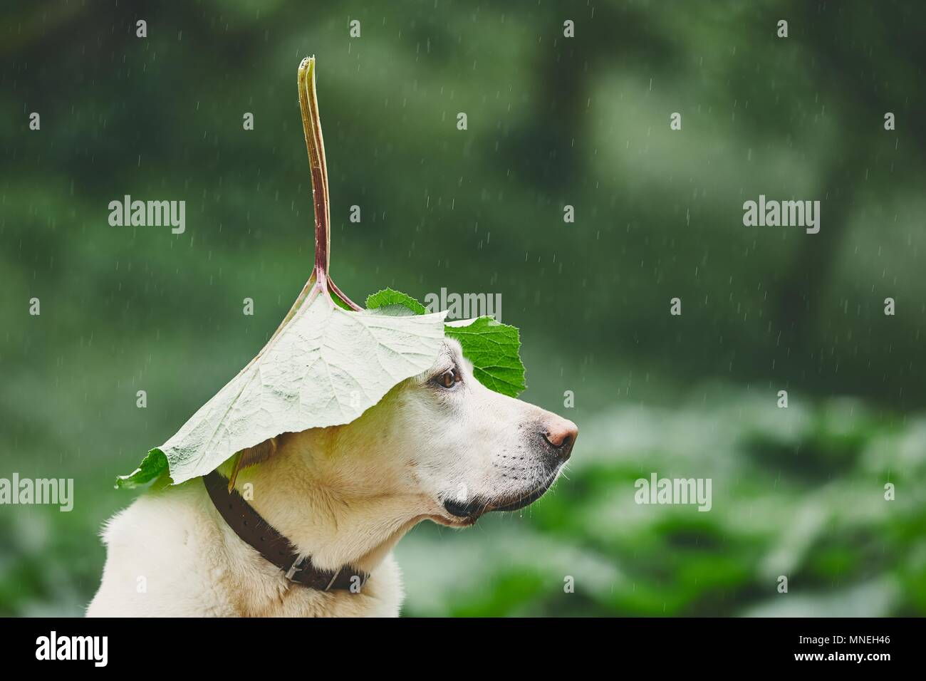 Regentag mit Hund in der Natur. Labrador Retriever verstecken Kopf unter Blatt von Klette in Regen. Stockfoto