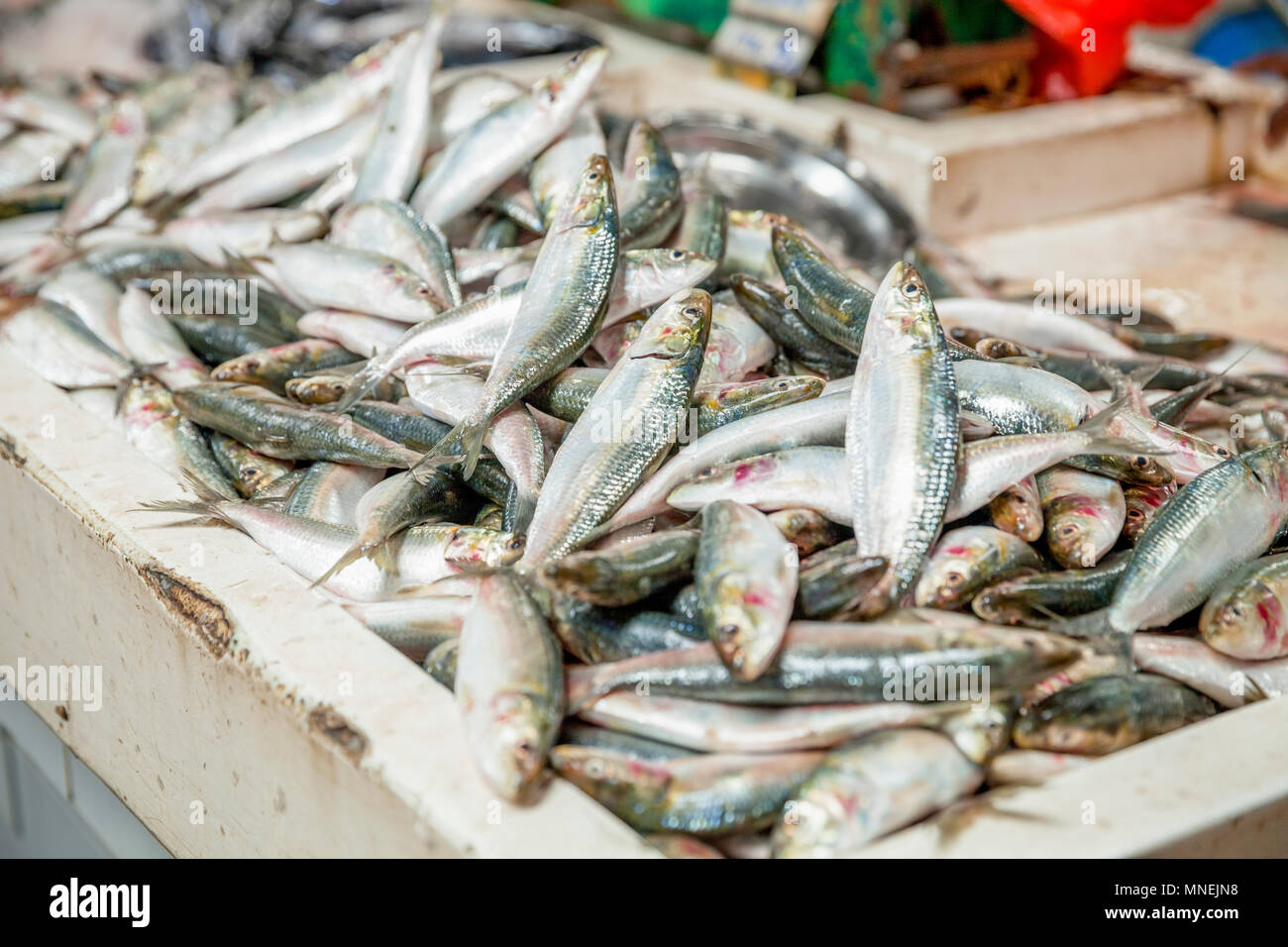 Frische Sardinen auf einem Markt in Dubai Stockfoto
