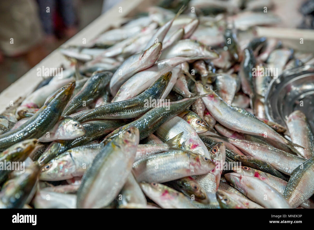 Frische Sardinen auf einem Markt in Dubai Stockfoto