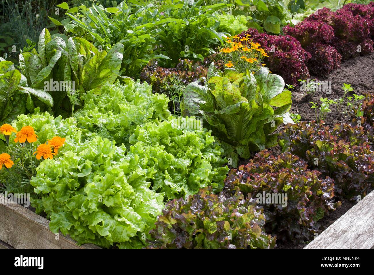 Ringelblumen und verschiedenen roten und grünen Kopfsalat in einem Blumenbeet im Garten Stockfoto