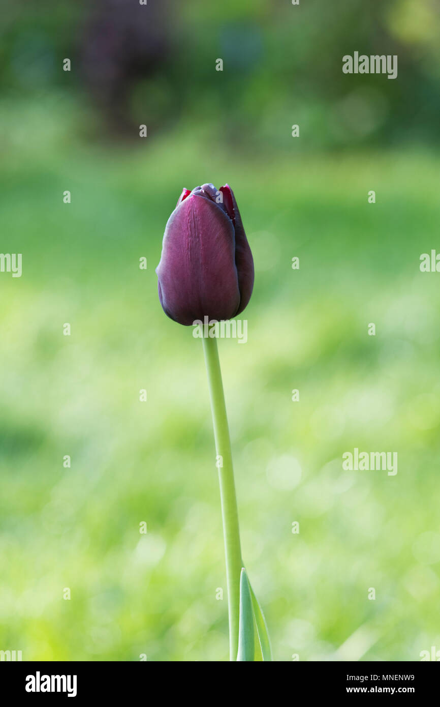 Tulipa "Königin der Nacht". Schwarze Tulpe Blume Stockfoto