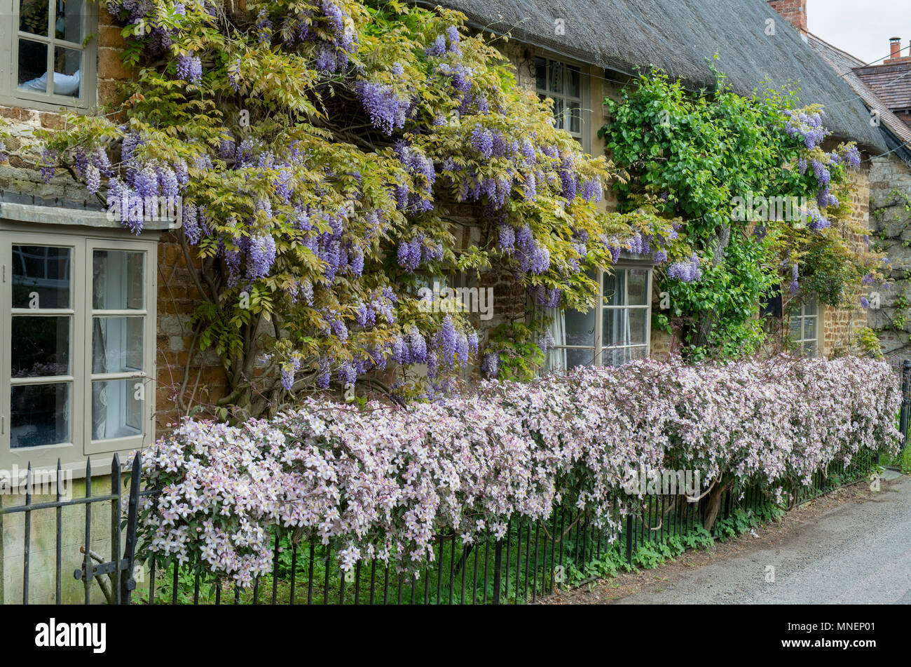 Wisteria floribunda. Japanische Wisteria und Clematis blühen im Frühjahr auf der Außenseite eines Reetdachhaus. Untere Heyford. Oxfordshire, England Stockfoto