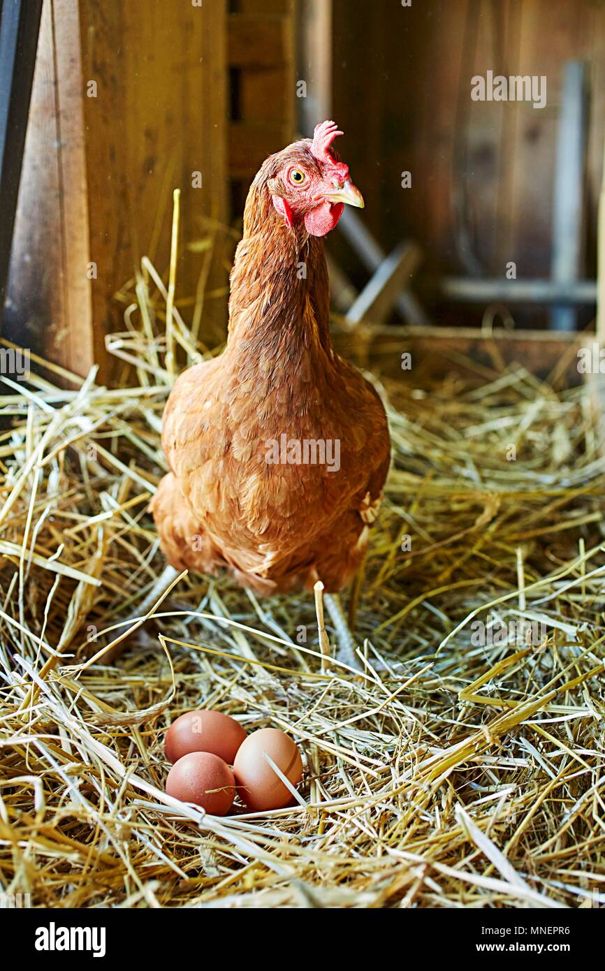 Eine organische Huhn mit frisch gelegte Eier im Stroh Stockfoto