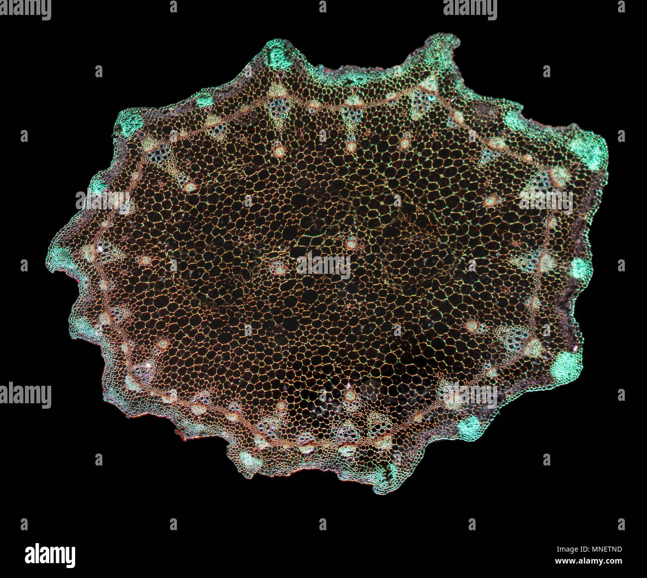 Wasser dropwort, Oenanthe crocata, Stamm TS., Dunkelfeld photomicrograph Stockfoto