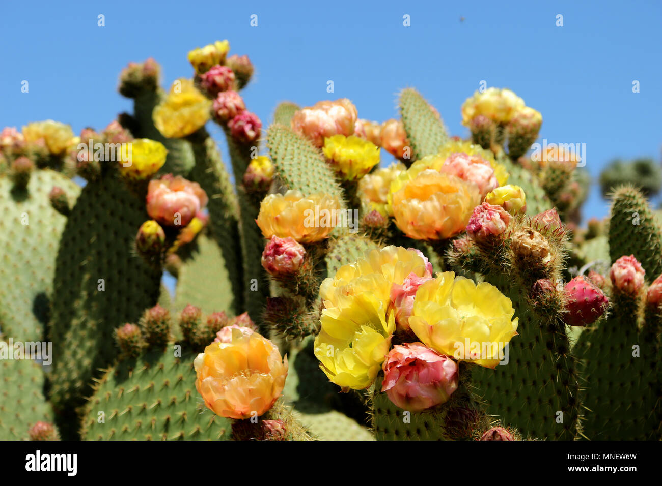 Cactus, Opuntia, mit gelben Blüten Stockfoto