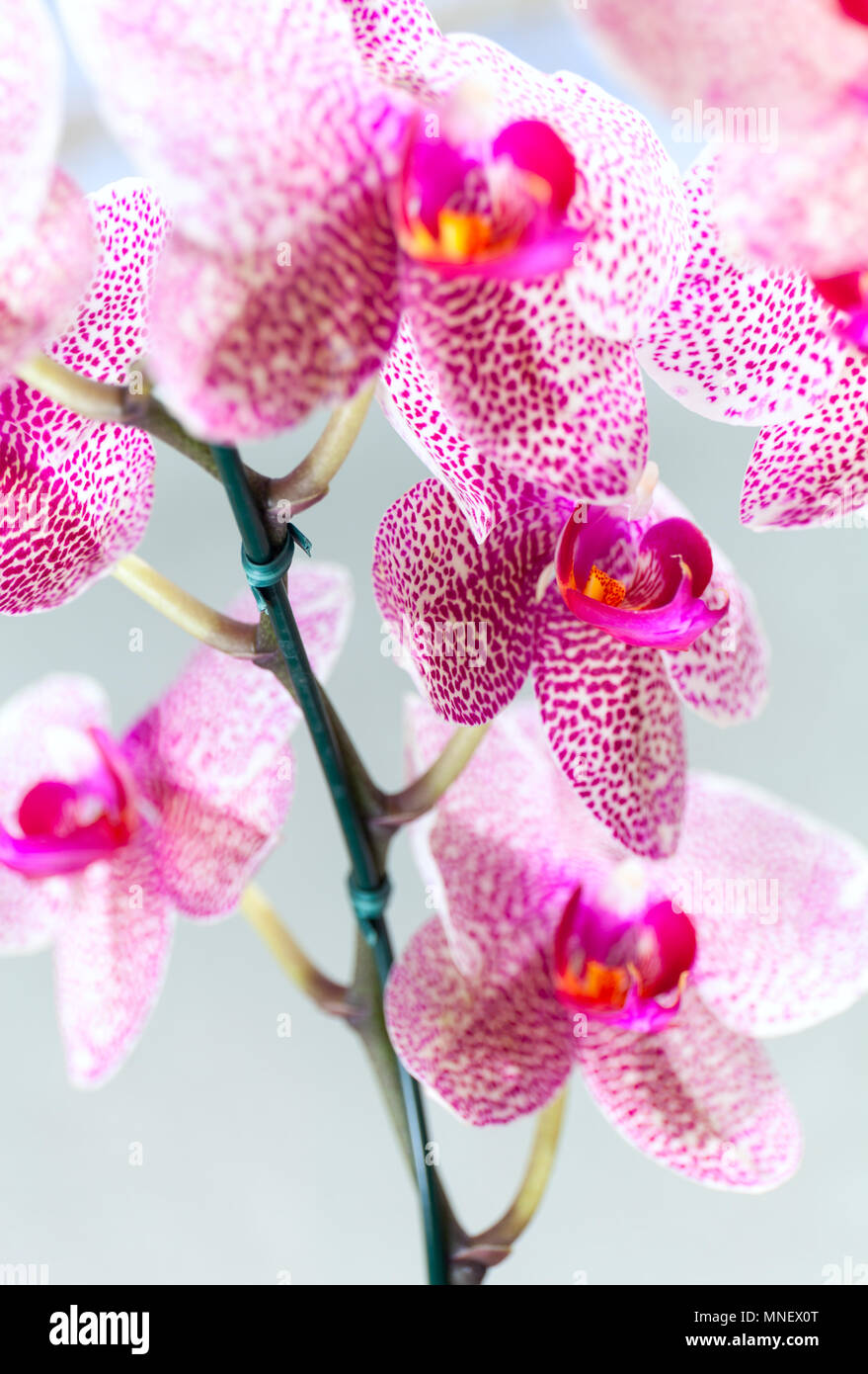 Schönen gesprenkelte rosa und weißen Blüten von Motte Orchideen. Ziemlich Cluster von bunten, exotischen Blumen mit perfekter Blütenblätter. Stockfoto