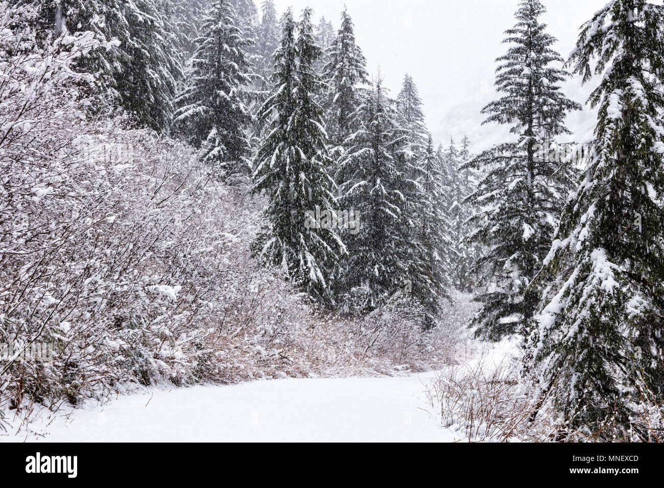 Ein Frühling Sturm bringt nasser Schnee auf die Chugach Mountains in der Nähe von Cordoba in Southcentral Alaska. Stockfoto