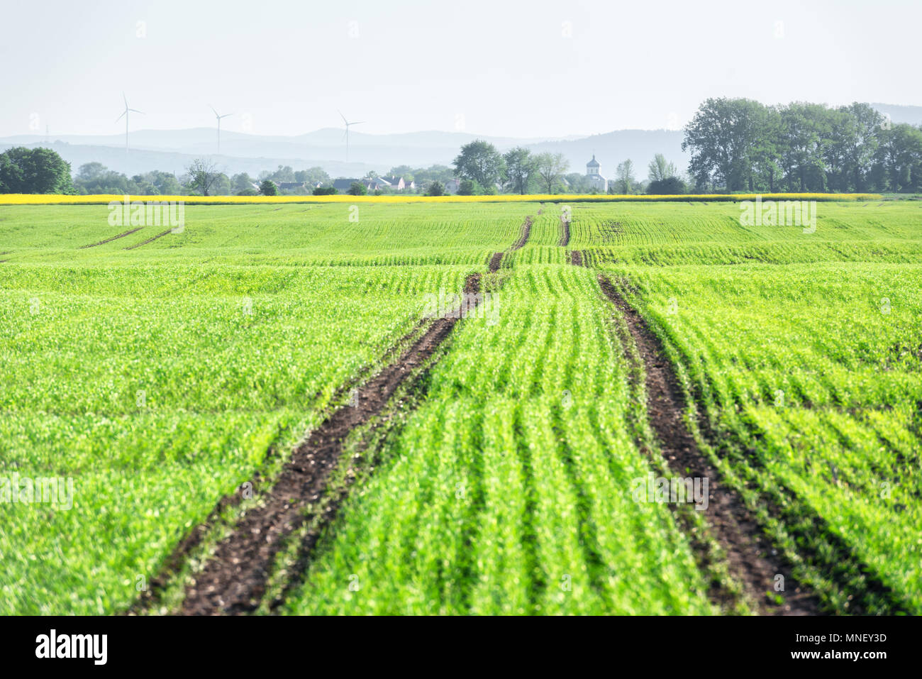 Junge Weizenfeld auf Frühling Stockfoto