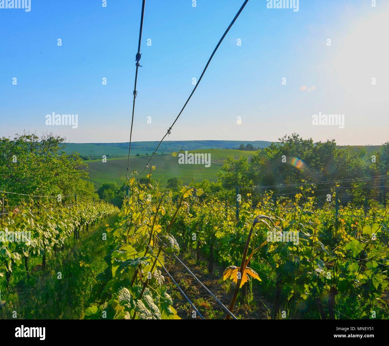 Weinberg am Frühling. Sun Flair. Weinberg Landschaft. Weinberg Zeilen in Südmähren Stockfoto