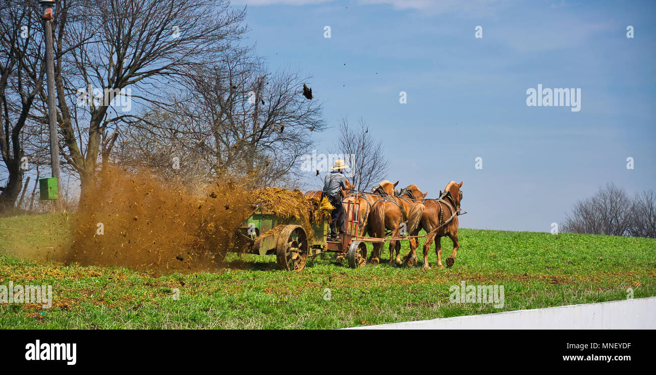 Amish Landwirt Dngung mit Glle im frhen Frhling mit Pferden Ziehen  vintage Ausrstung Stockfotografie - Alamy