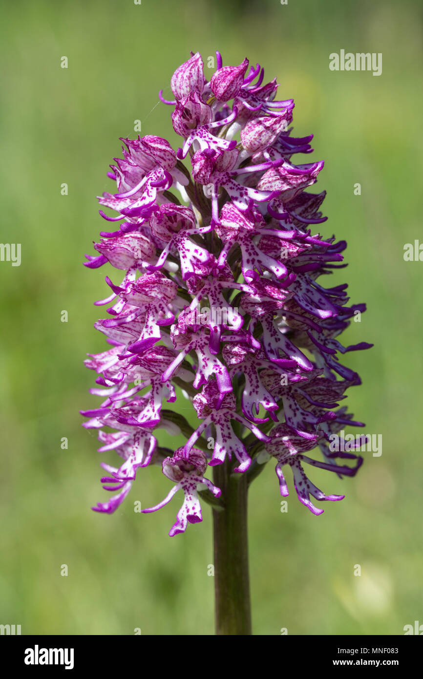 Hybrid orchid (Monkey x Lady Orchidee) (Orchis purpurea x simia) an Hartslock Nature Reserve, Goring an der Themse, South Oxfordshire, Großbritannien Stockfoto