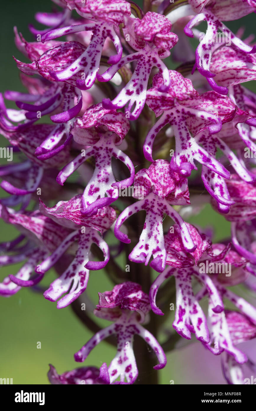 Hybrid orchid (Monkey x Lady Orchidee) (Orchis purpurea x simia) an Hartslock Nature Reserve, Goring an der Themse, South Oxfordshire, Großbritannien Stockfoto