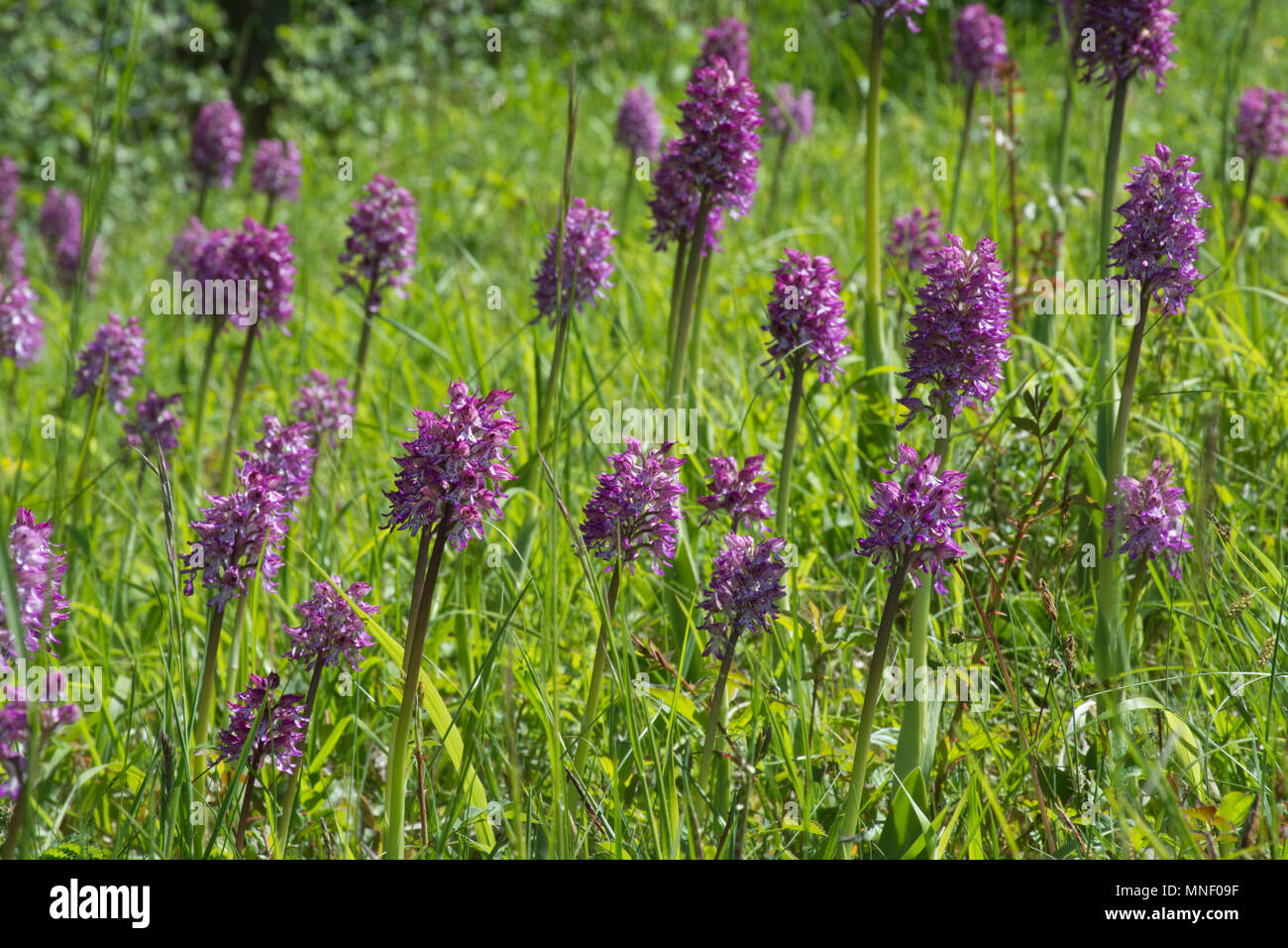 Gruppe von hybriden Orchideen (Monkey x Lady Orchidee) (Orchis purpurea x simia) an Hartslock Nature Reserve, Goring an der Themse, South Oxfordshire, Großbritannien Stockfoto