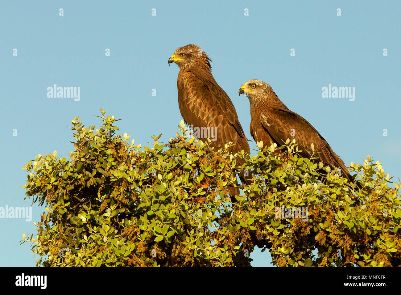 Milvus migrans Stockfoto