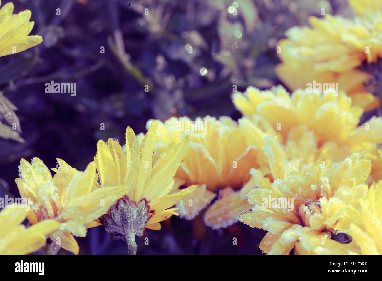 Chrysantheme Blumen mit Raureif im Herbst Garten abgedeckt Stockfoto