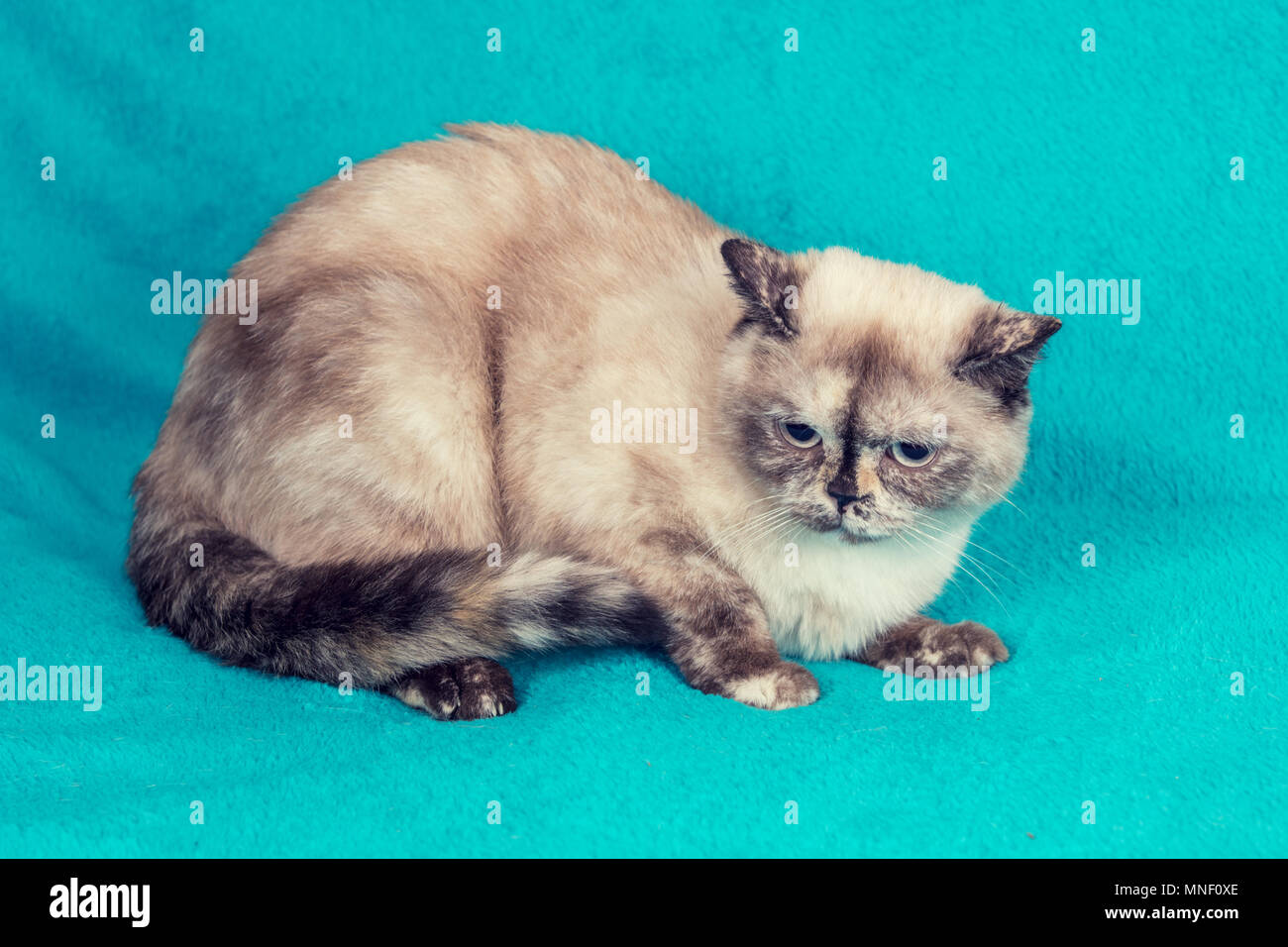 Süße Britisch Kurzhaar Katze sitzt auf einer blauen Decke Stockfoto