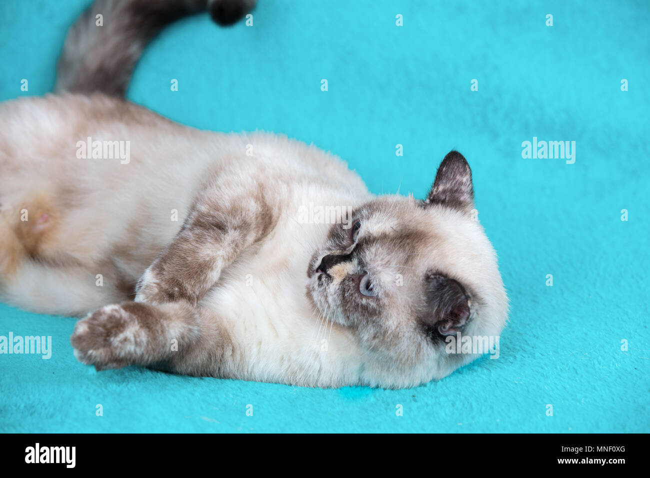 Süße Katze liegend auf blaue Decke Stockfoto