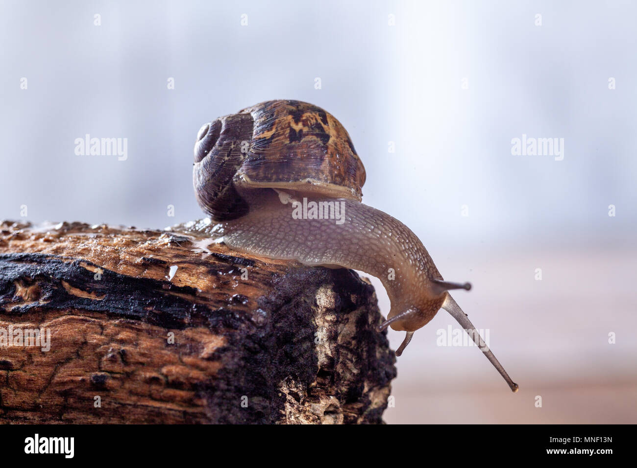 Garten Schnecke auf einem Baumstamm, Nahaufnahme Stockfoto