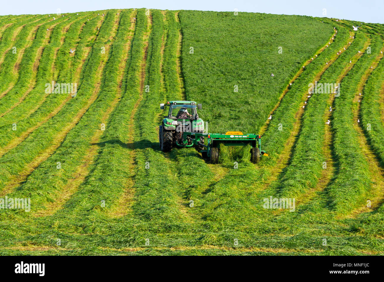 Bereich der frisch geschnittenen Silage bereit, auf einem Bauernhof in Irland auf dem Ballen gepresst werden. Stockfoto