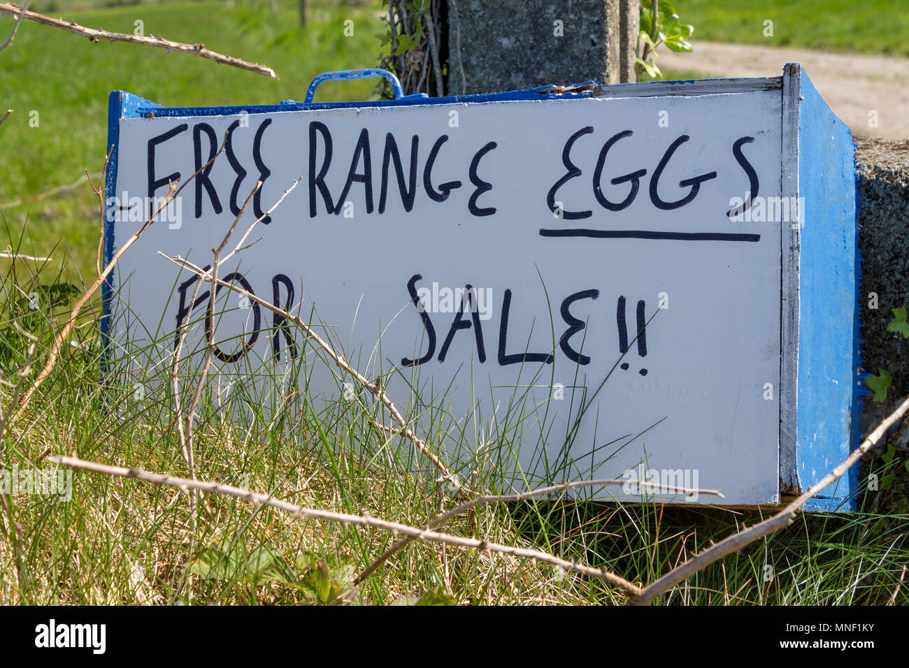 Eier aus Freilandhaltung für Verkauf Zeichen mit schwarzen Buchstaben auf weißem Hintergrund. Stockfoto