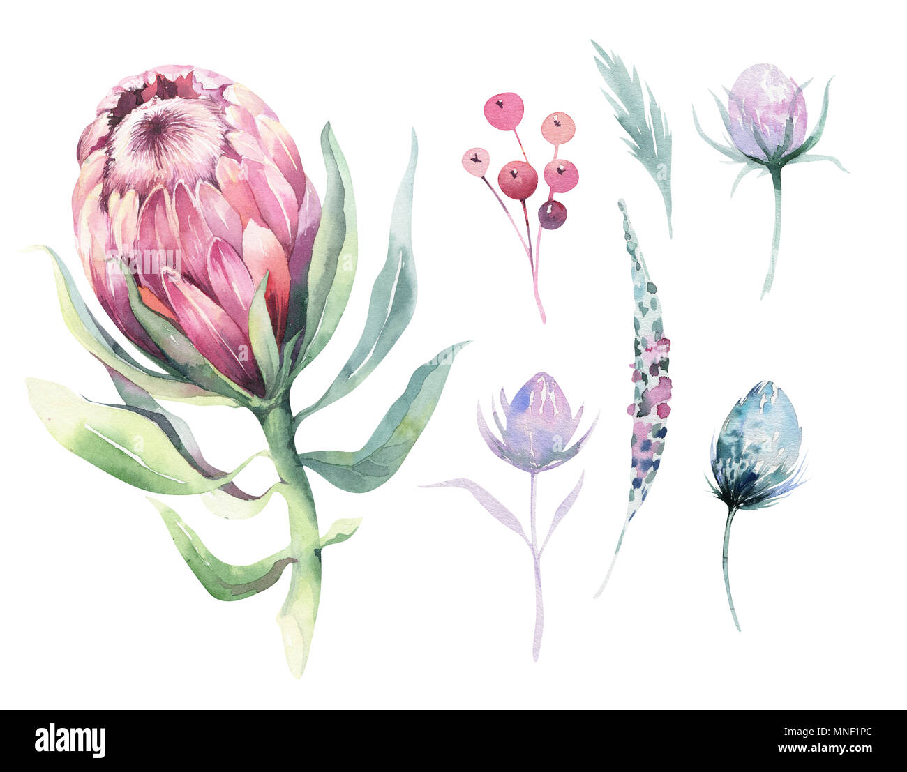 Handzeichnung isoliert Aquarell blumen Abbildung mit Protea Rose, Blätter, Zweige und Blüten. Böhmisches gold crystal Frame. Elemente für greetin Stockfoto