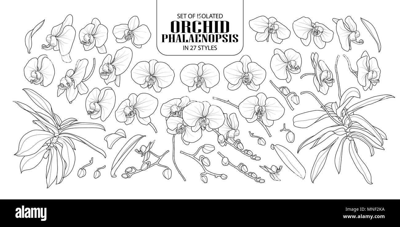 Eingestellt von isolierten Orchidee, Phalaenopsis in 27 Arten. Süße Hand gezeichnet Blume Vector Illustration in schwarzer Umriss und weißen Ebene auf weißem Hintergrund. Stock Vektor